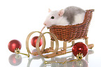 Ratte zu Weihnachten