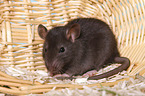 Farbratte