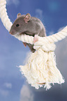 kletternde Ratte