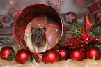 Ratte mit Weihnachtsdeko