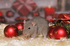 Ratte mit Weihnachtsdeko