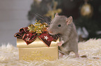 Ratte mit Weihnachtsdeko