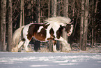 Irish Tinker im Winter