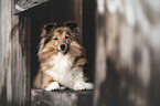 Sheltie