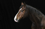 Pferd Portrait