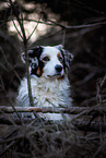 Australian Shepherd im Herbst