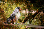 Australian Shepherd im Sommer