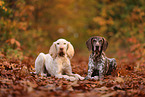 Spinone Italiano und Deusch Kurzhaar