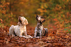 Spinone Italiano und Deusch Kurzhaar