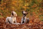 Spinone Italiano und Deusch Kurzhaar