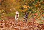 Spinone Italiano und Deusch Kurzhaar