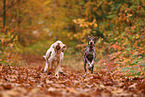 Spinone Italiano und Deusch Kurzhaar