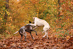 Spinone Italiano und Deusch Kurzhaar