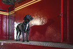 Mischling