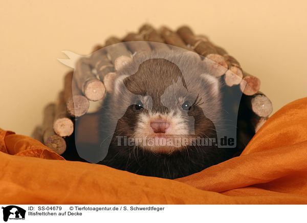 Iltisfrettchen auf Decke / SS-04679
