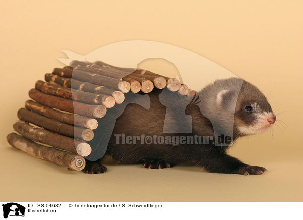 Iltisfrettchen / ferret / SS-04682