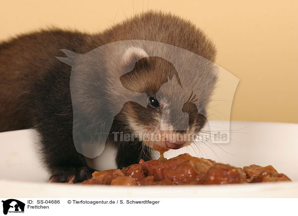 Frettchen / eating ferret / SS-04686