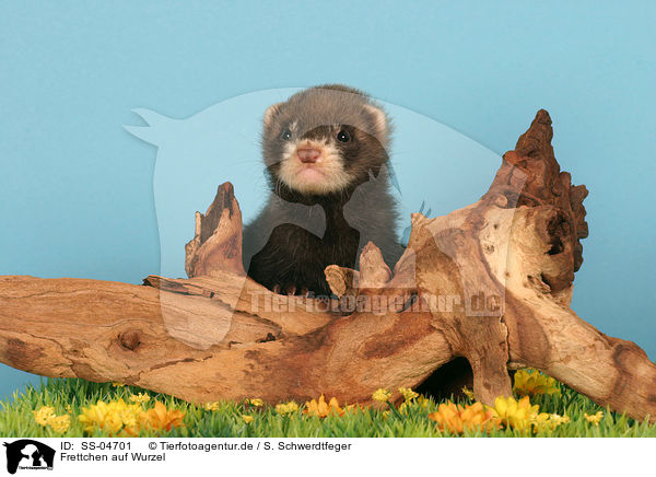 Frettchen auf Wurzel / ferret on root / SS-04701