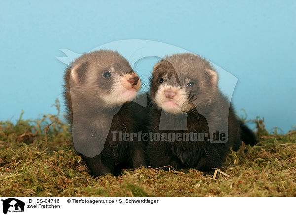 zwei Frettchen / two ferrets / SS-04716