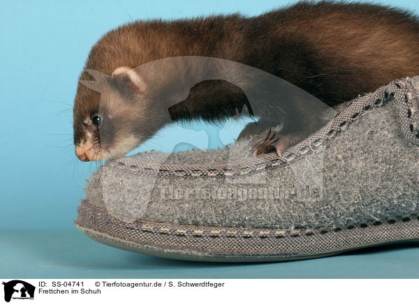 Frettchen im Schuh / ferret in shoe / SS-04741