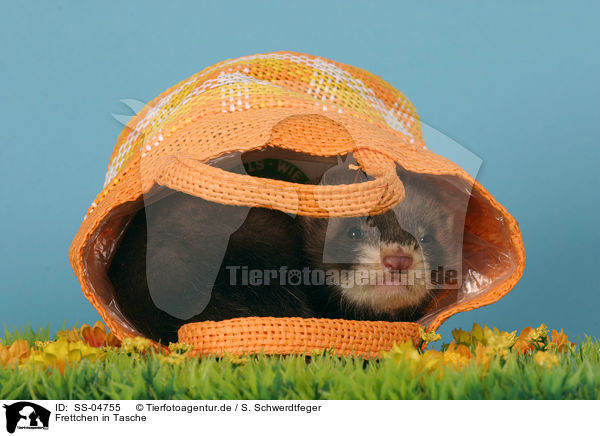 Frettchen in Tasche / ferret in bag / SS-04755