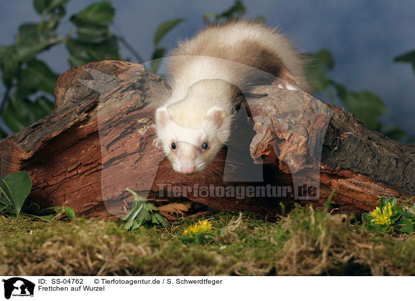 Frettchen auf Wurzel / ferret on root / SS-04762