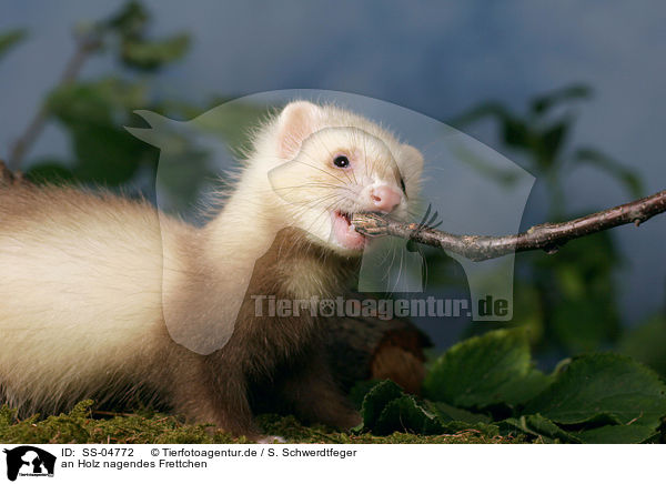 an Holz nagendes Frettchen / gnawing ferret / SS-04772