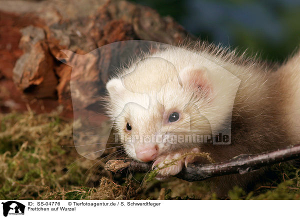 Frettchen auf Wurzel / ferret on root / SS-04776