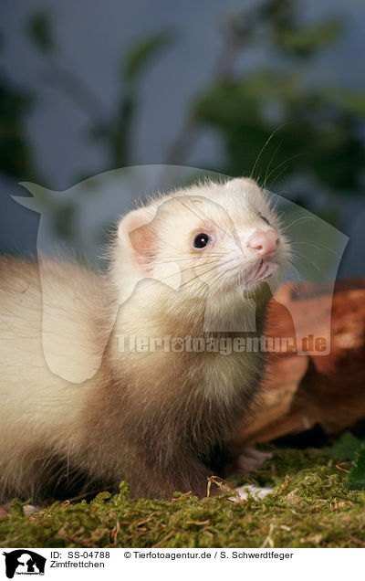 Zimtfrettchen / SS-04788