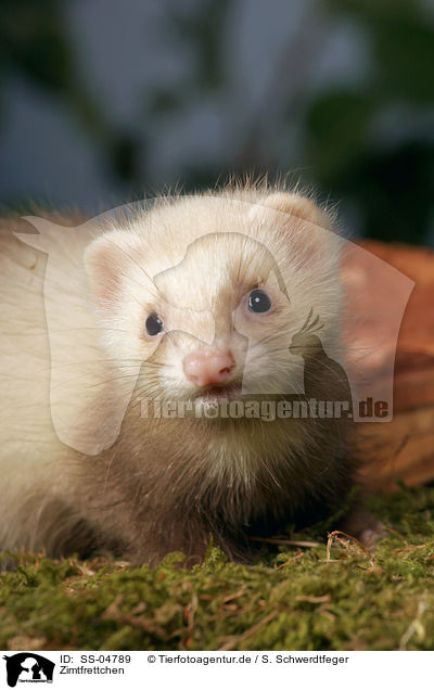 Zimtfrettchen / ferret / SS-04789