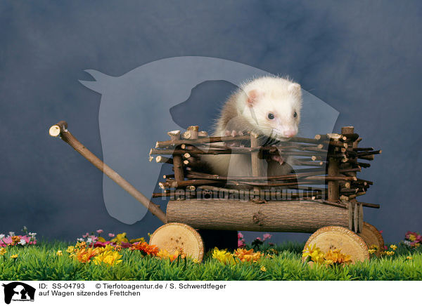 auf Wagen sitzendes Frettchen / ferret / SS-04793