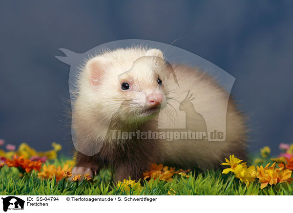 Frettchen / ferret / SS-04794