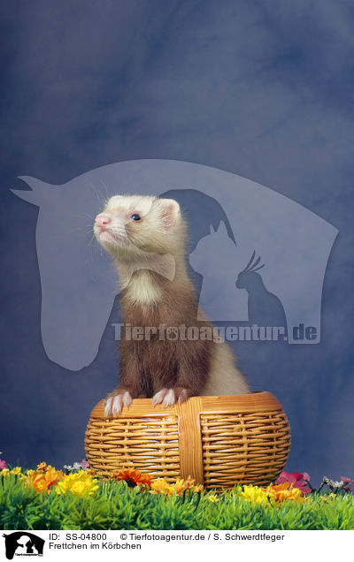 Frettchen im Krbchen / ferret in basket / SS-04800