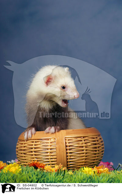 Frettchen im Krbchen / ferret in basket / SS-04802