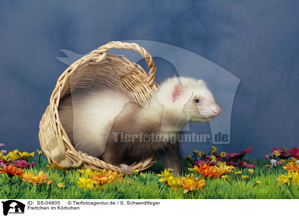 Frettchen im Krbchen / ferret in basket / SS-04805