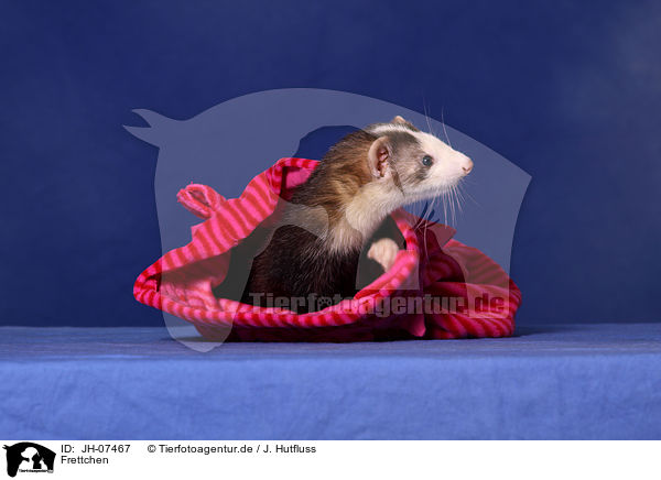 Frettchen / ferret / JH-07467