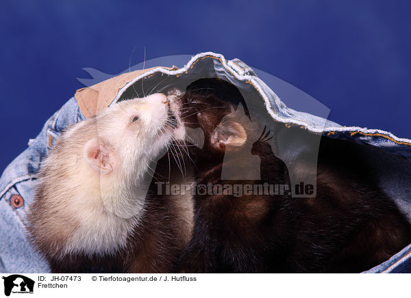 Frettchen / ferrets / JH-07473