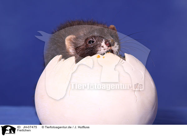 Frettchen / ferret / JH-07475