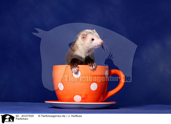Frettchen / ferret / JH-07505