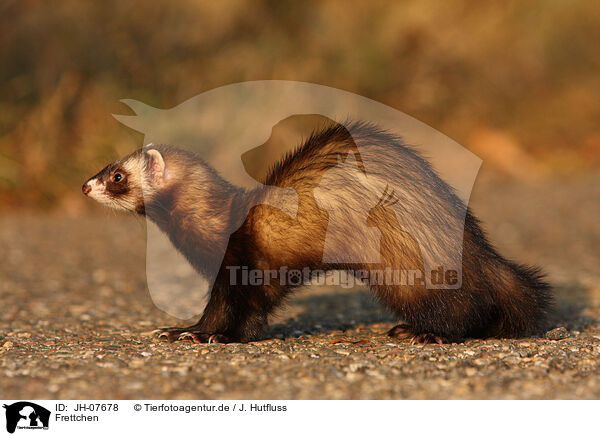 Frettchen / ferret / JH-07678