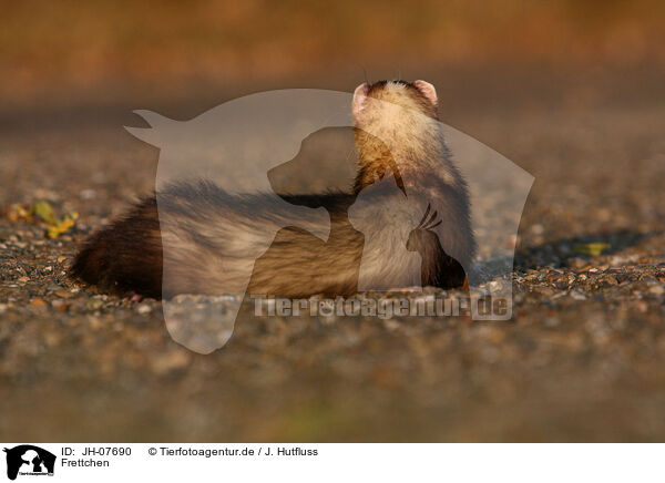 Frettchen / ferret / JH-07690