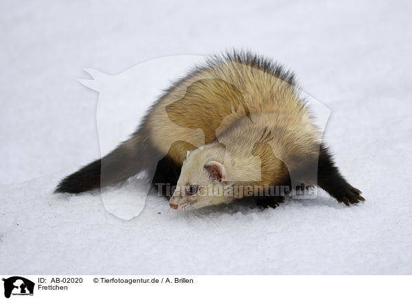 Frettchen / ferret / AB-02020
