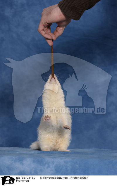 Frettchen / ferret / BS-03169