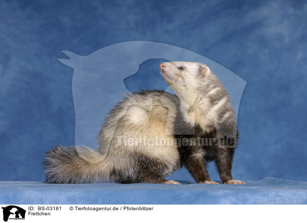 Frettchen / ferret / BS-03181