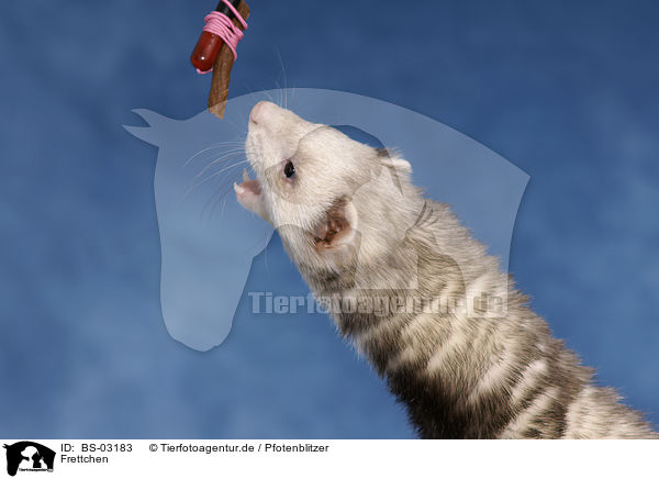 Frettchen / ferret / BS-03183