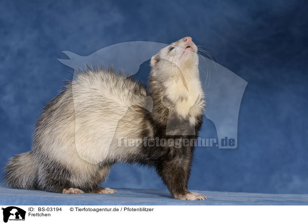 Frettchen / ferret / BS-03194