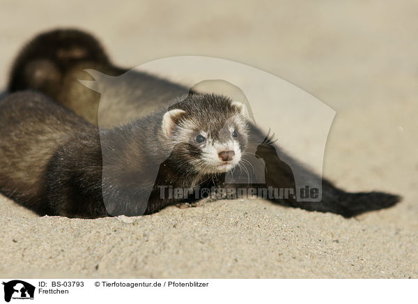 Frettchen / ferrets / BS-03793