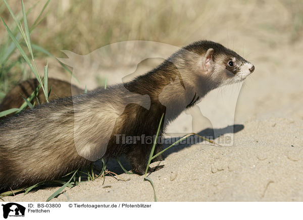 Frettchen / ferret / BS-03800