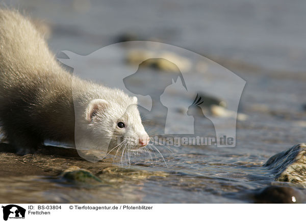 Frettchen / ferret / BS-03804