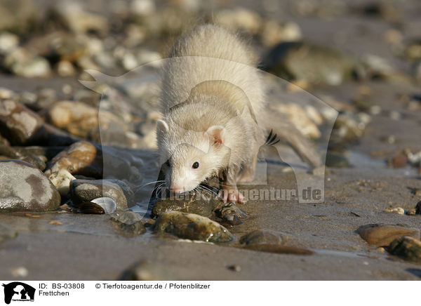 Frettchen / ferret / BS-03808